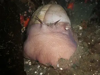 Moon Snail