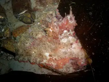 Red Octopus