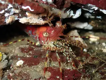 Coonstripe Shrimp