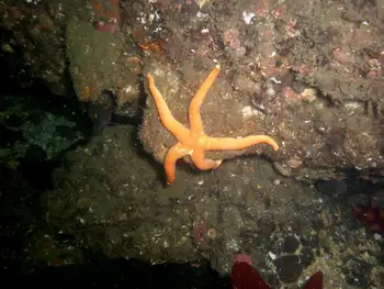 Blood Star