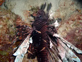 Lionfish