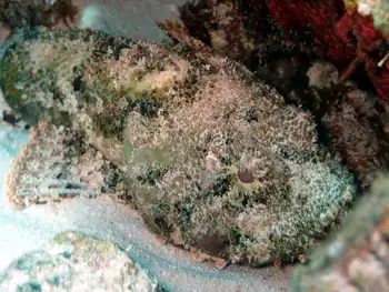 pacific stonefish