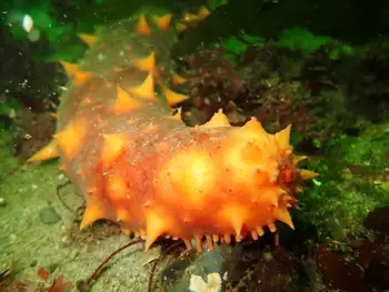 California Sea Cucumber