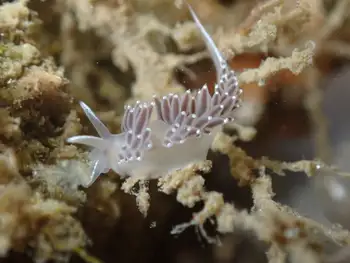 Red Flabellina Nudibranch