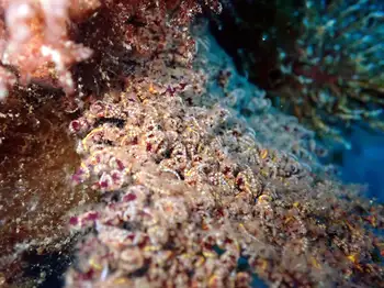 Pacifigorgia Fan Coral and Epizoic Brittle Stars
