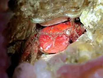 Pygmy Rock Crab