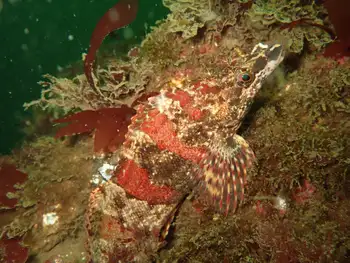Painted Greenling