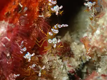Squat Shrimp