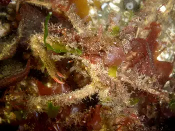 Graceful Decorator Crab