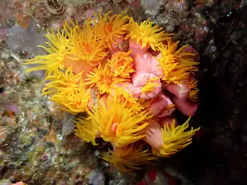 faulkner's coral