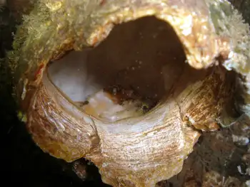 Grunt Sculpin