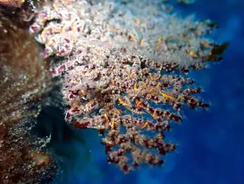 Pacifigorgia Fan Coral and Epizoic Brittle Stars