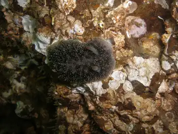 Nanaimo Nudibranch