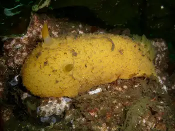 Monterey Sea Lemon
