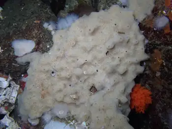Hard Gnarled Clump Sponge
