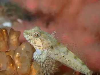 Scalyhead Sculpin