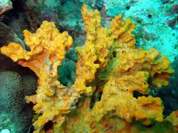 Sponge