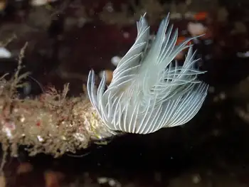 White Crown Calcareous Tube Worm