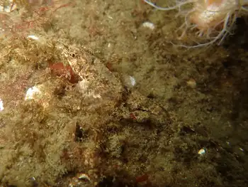Gray Starsnout Fish