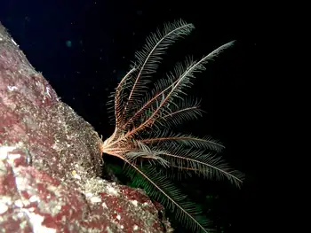 Northwest Feather Star