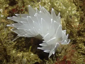 Alabaster Nudibranch