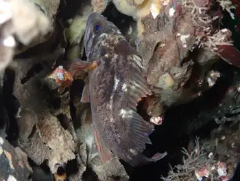 Young of Year Rockfish