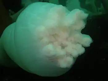 Metridium Anemone