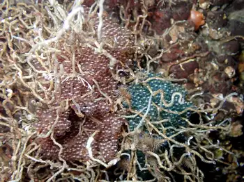 Eggs Whitespotted Greenlin