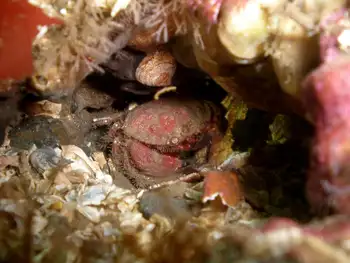 Pygmy Rock Crab