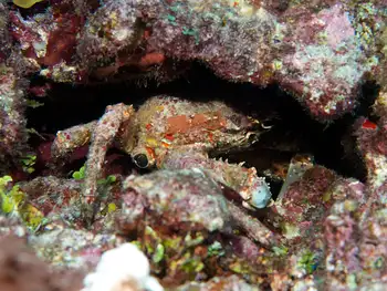Channel Clinging Crab