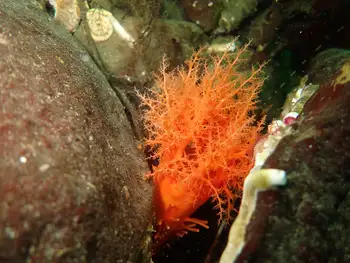 Red Sea Cucumber