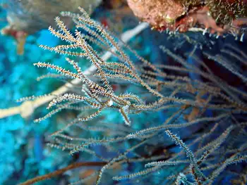 Hydroid