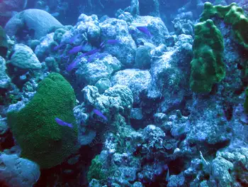 Coral