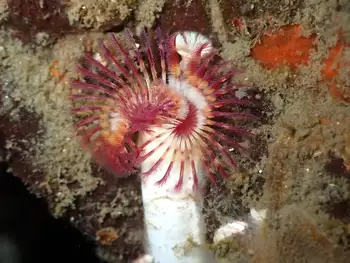 Orange Feather Duster Worm