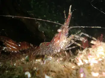 Coonstripe Shrimp