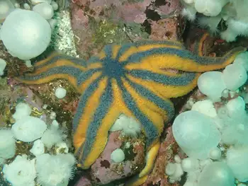 Striped Sun Star