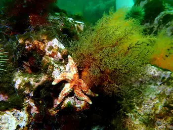 Rainbow Star