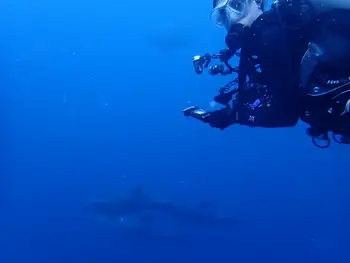 Bottlenose Dolphins