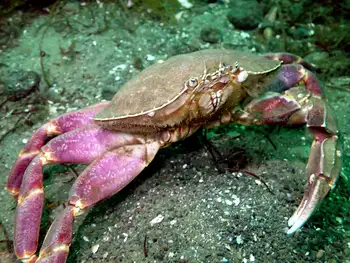 Graceful Crab