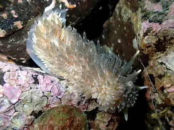 Shaggy Mouse Nudibranch