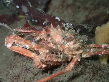 Longhorn Decorator Crab