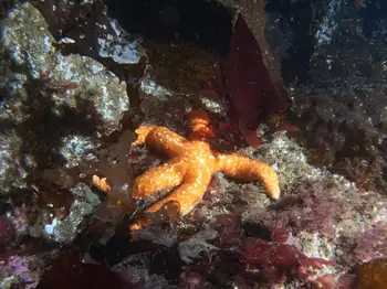 Ochre Star