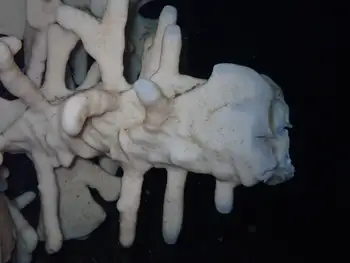 Cloud Sponge