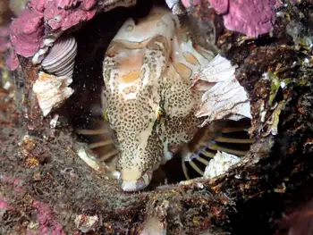 Grunt Sculpin