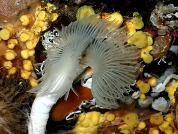 Feather Duster Worm