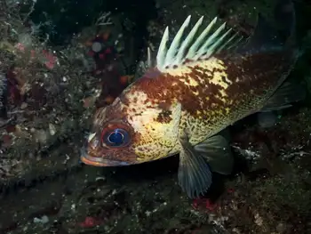 Quillback Rockfish