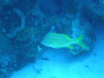 Bluestripe Grunt