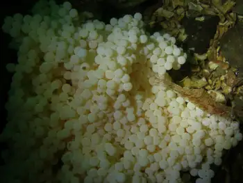 Eggs Lingcod