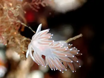 Red Flabellina Nudibranch
