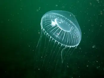 Water Jelly